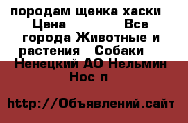 породам щенка хаски › Цена ­ 10 000 - Все города Животные и растения » Собаки   . Ненецкий АО,Нельмин Нос п.